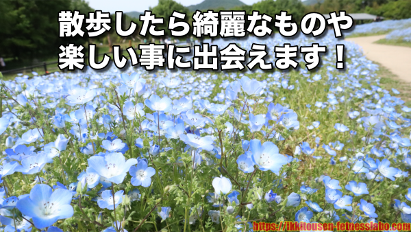 ネモフィラの花畑を写した散歩中の風景画像。「綺麗なものや楽しいことに出会える」という散歩の魅力を表現。