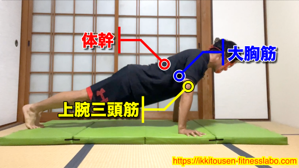 腕立て伏せで大胸筋・上腕三頭筋・体幹を同時に鍛えるフォームを示す画像