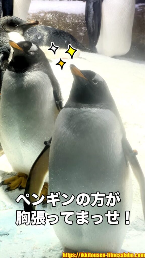 ペンギンが胸を張って立っている様子。腕立て伏せでは背中を丸めず、ペンギンのように胸を張ることを意識しましょう。 / Penguins standing proudly with their chests out. In push-ups, keep your chest open like a penguin instead of rounding your back.